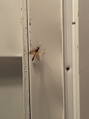 Opheltes glaucopterus