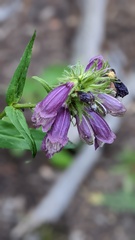 Penstemon whippleanus