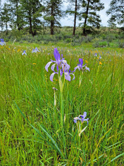 Iris missouriensis