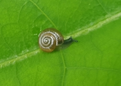 Gastrodontidae