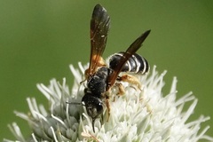 Halictus parallelus
