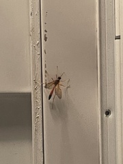 Opheltes glaucopterus