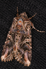 Anarta farnhami