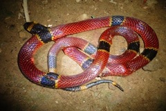 Micrurus nigrocinctus