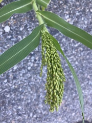 Panicum miliaceum