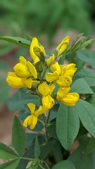 Thermopsis montana