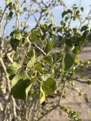 Jatropha cinerea