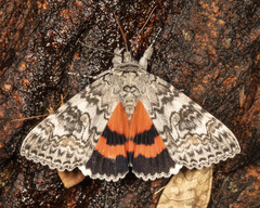 Catocala semirelicta