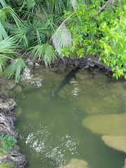 Alligator mississippiensis