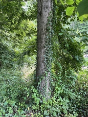 Carya cordiformis