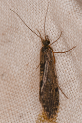 Trichoptera