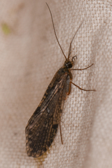 Trichoptera