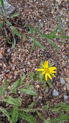 Heterotheca villosa