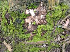 Pseudisothecium stoloniferum