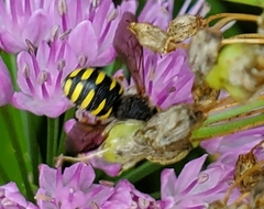 Anthidium oblongatum