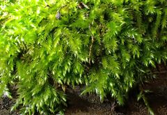 Pseudisothecium stoloniferum