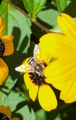Eristalis stipator