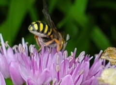 Anthidium oblongatum