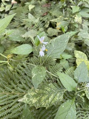 Solanum furcatum