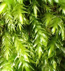 Pseudisothecium stoloniferum