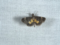 Heliothela