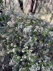 Spyridium parvifolium