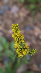Solidago simplex