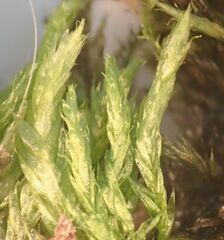 Pseudisothecium stoloniferum