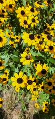 Eristalis stipator