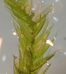 Pseudisothecium stoloniferum