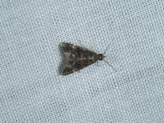Heliothela