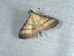 Cnaphalocrocis medinalis