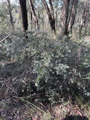 Spyridium parvifolium