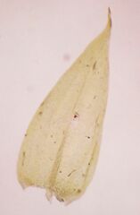 Pseudisothecium stoloniferum