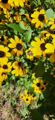Eristalis stipator