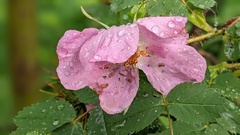 Rosa acicularis