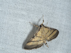 Cnaphalocrocis medinalis