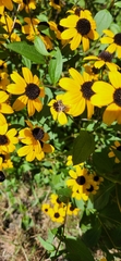 Eristalis stipator