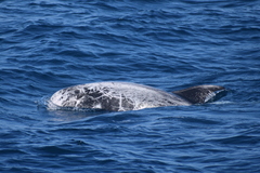 Grampus griseus