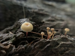Xeromphalina