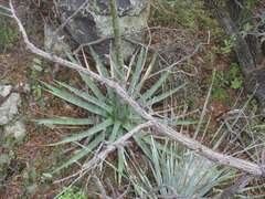 Agave palmeri