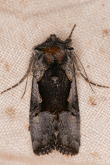 Autographa ampla