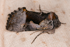 Autographa ampla