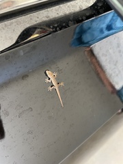 Gekkota
