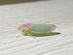 Gyponana