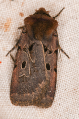 Chersotis juncta