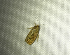 Cydia latiferreana