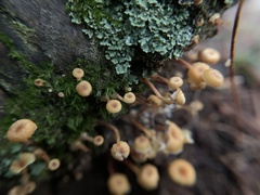 Xeromphalina