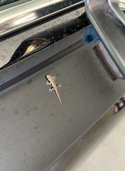 Gekkota