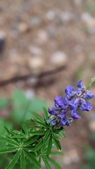 Lupinus argenteus
